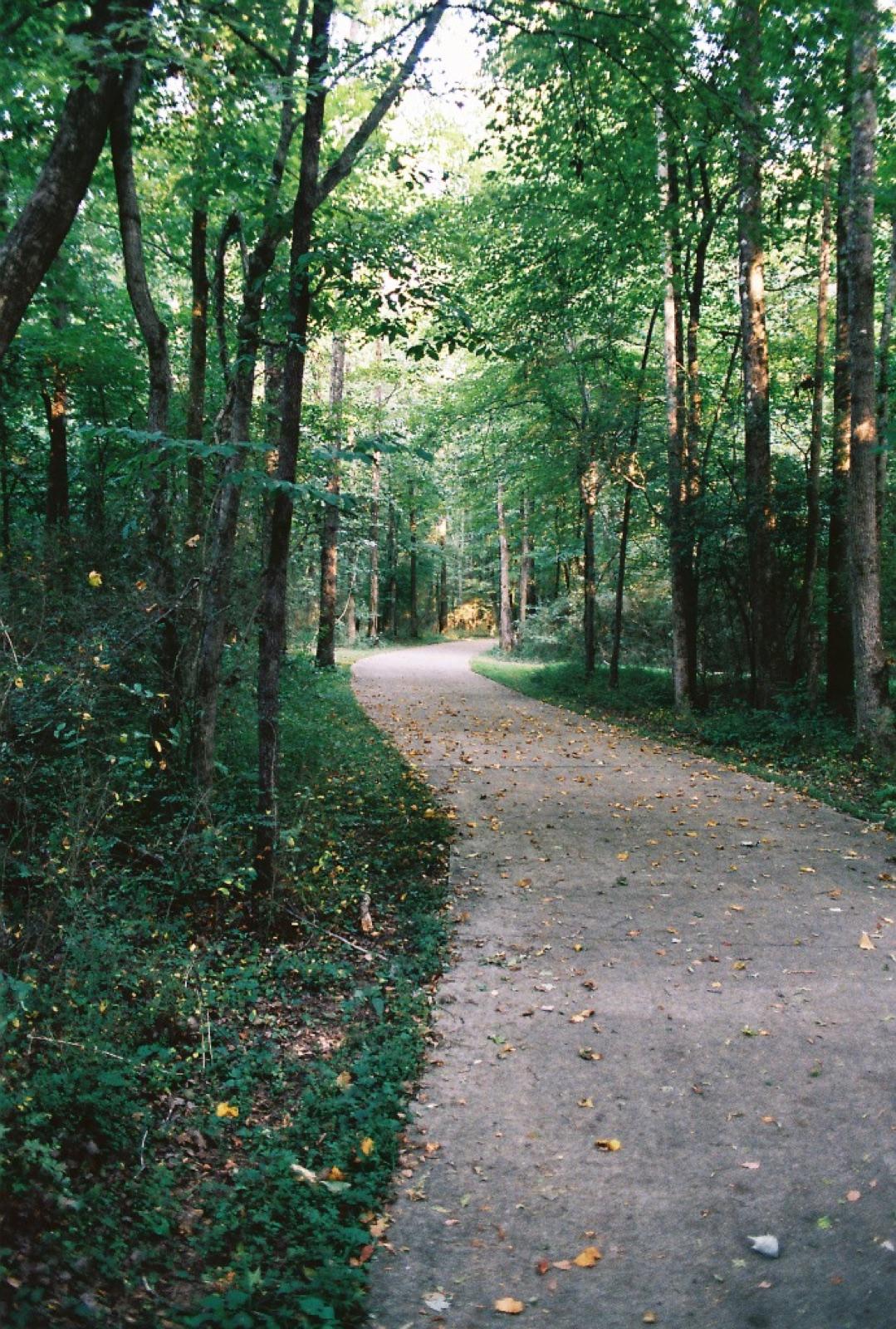 The Golden leaf